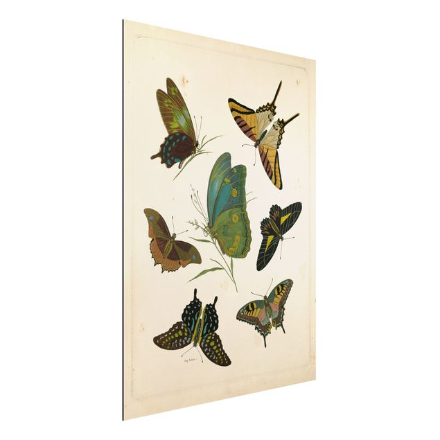 køkken dekorationer Vintage Illustration Exotic Butterflies