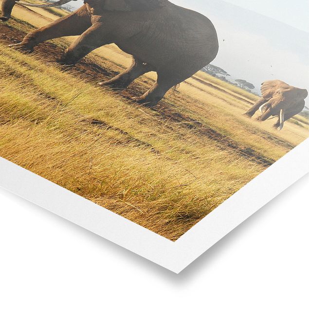 Plakater landskaber Elephants In Front Of The Kilimanjaro In Kenya