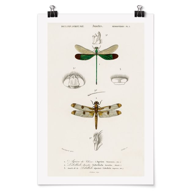 Billeder retro Vintage Board Dragonflies