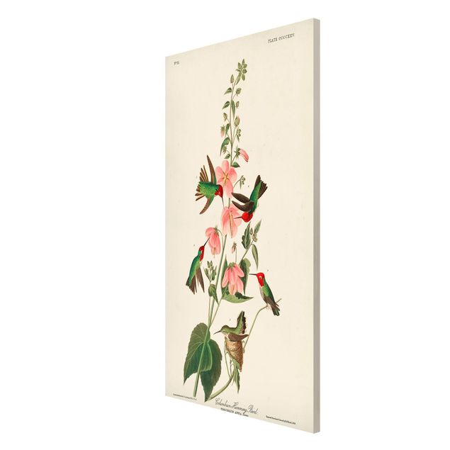 Billeder blomster Vintage Board Colombian Hummingbird