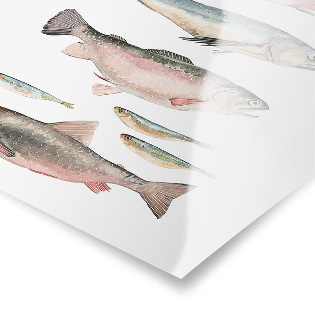 Billeder ordsprog Seven Fish In Watercolour I