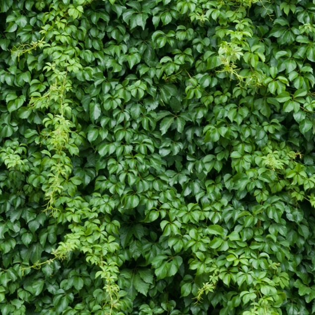 Selvklæbende folier grøn Ivy
