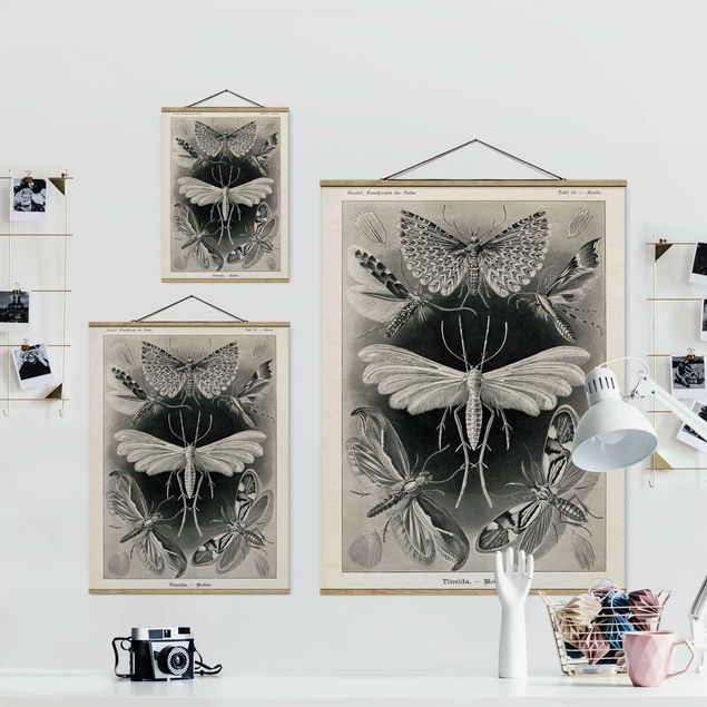 Billeder sort og hvid Vintage Board Moths And Butterflies