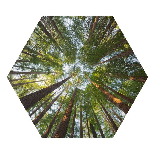 Billeder natur Sequoia Tree Tops