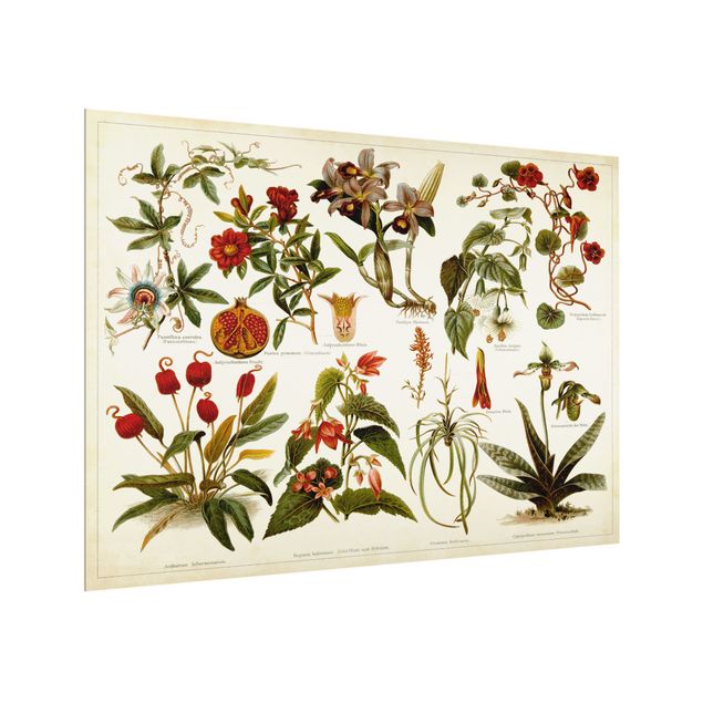 Stænkplader glas Vintage Board Tropical Botany II