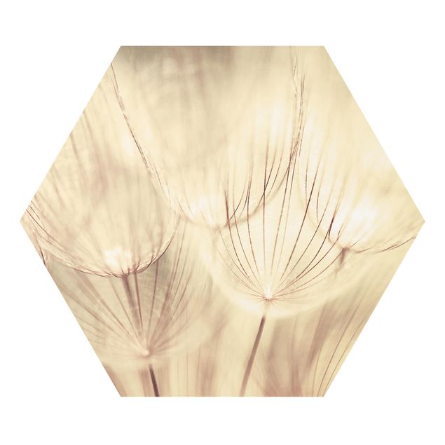 Forex Dandelions Close-Up In Cozy Sepia Tones