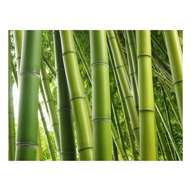Billeder træer Bamboo Trees No.1