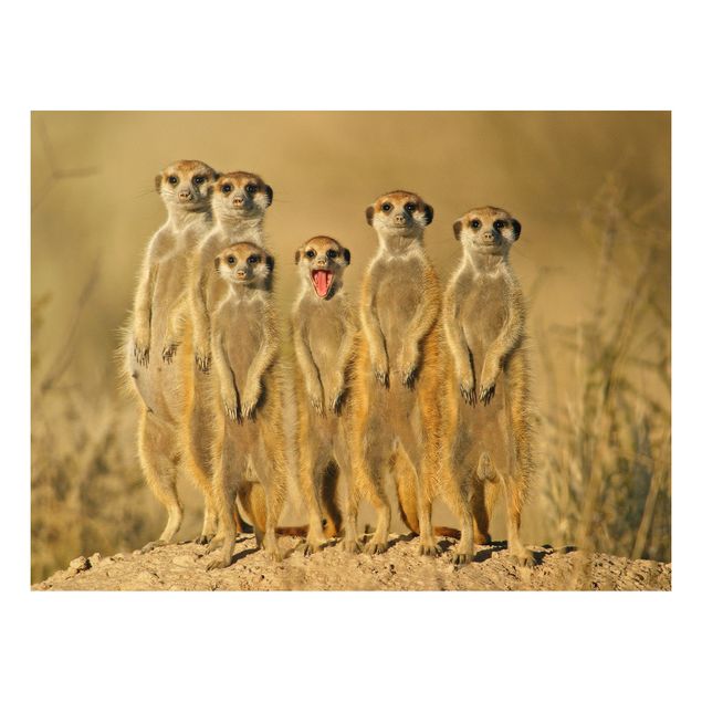 Billeder familie Meerkat Family