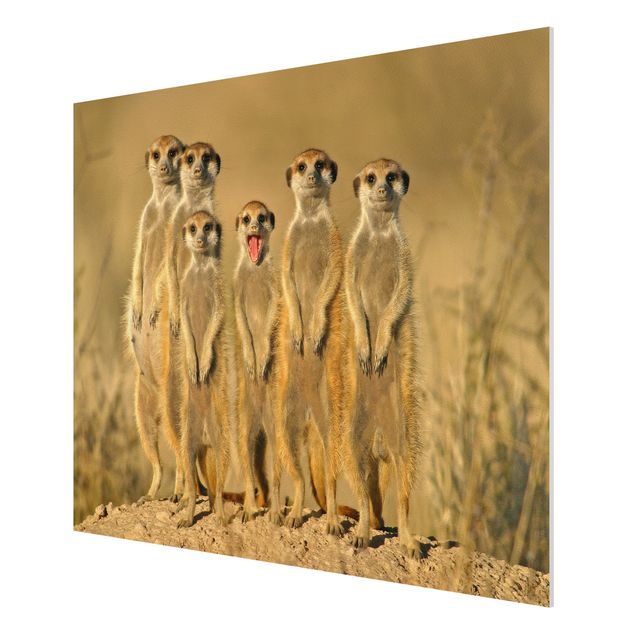Billeder Afrika Meerkat Family