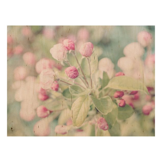 Prints på træ blomster Apple Blossom Bokeh Light Pink