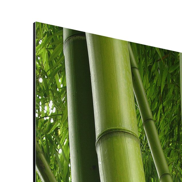 Billeder natur Bamboo Trees No.1