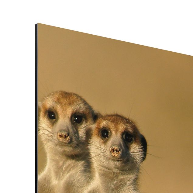 Billeder Meerkat Family