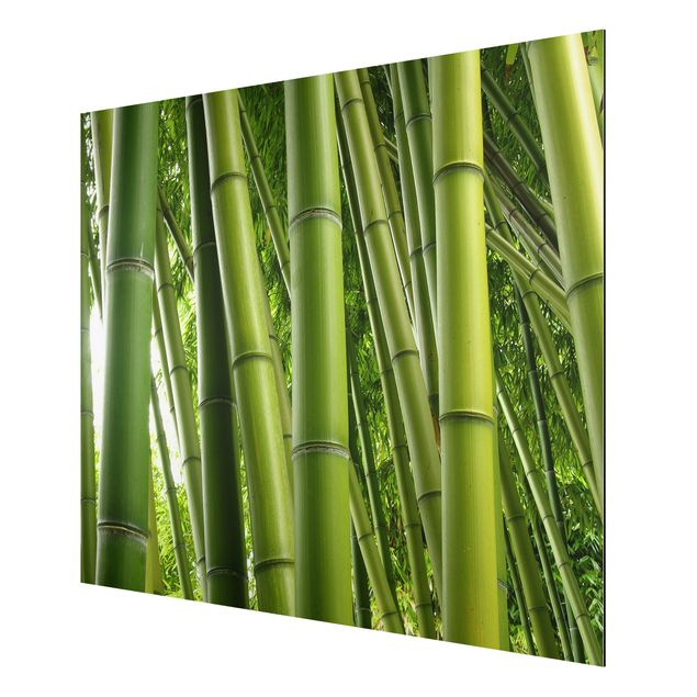 Billeder bambus Bamboo Trees No.1
