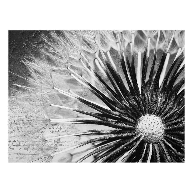 Billeder blomster Dandelion Black & White