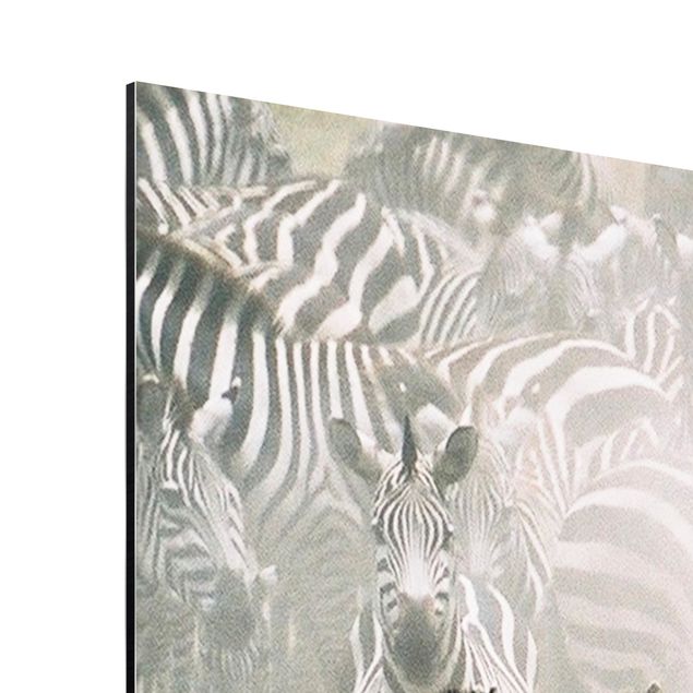 Billeder dyr Zebra Herd