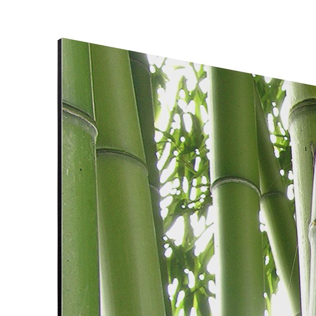 Billeder natur Bamboo Trees No.1