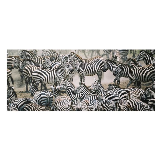 Billeder zebraer Zebra Herd
