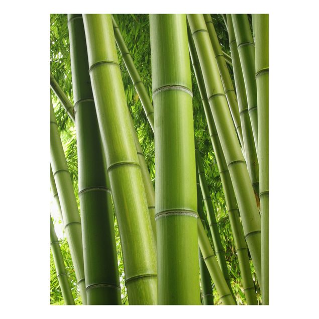 Billeder træer Bamboo Trees No.1