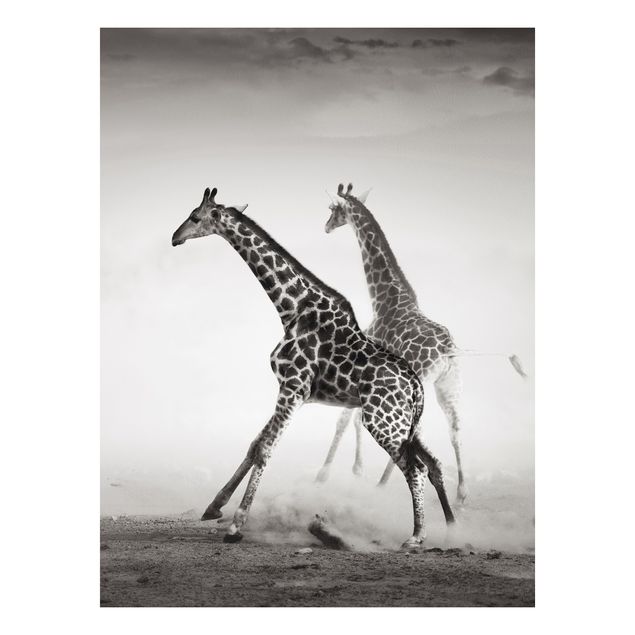 Billeder giraffer Giraffe Hunt