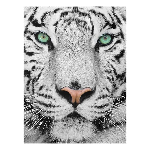 Billeder tiger White Tiger