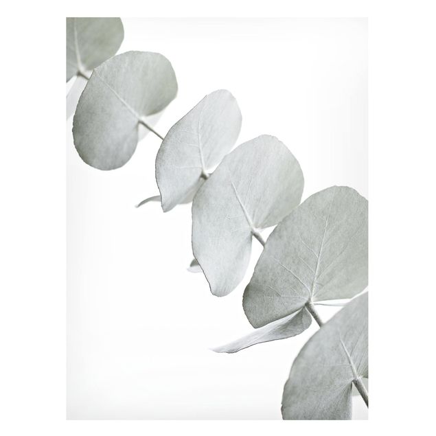 Magnettavler blomster Eucalyptus Branch In White Light