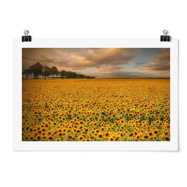 Plakater blomster Field With Sunflowers