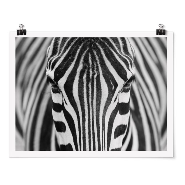Plakater dyr Zebra Look