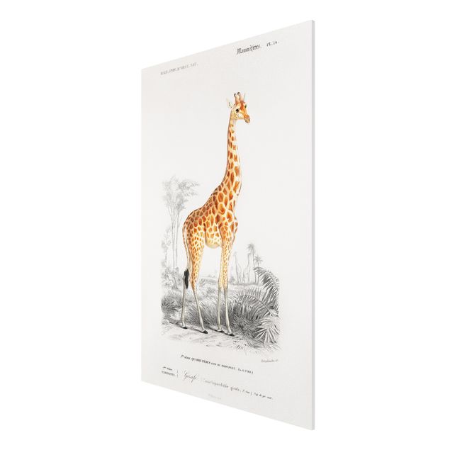 Billeder Afrika Vintage Board Giraffe