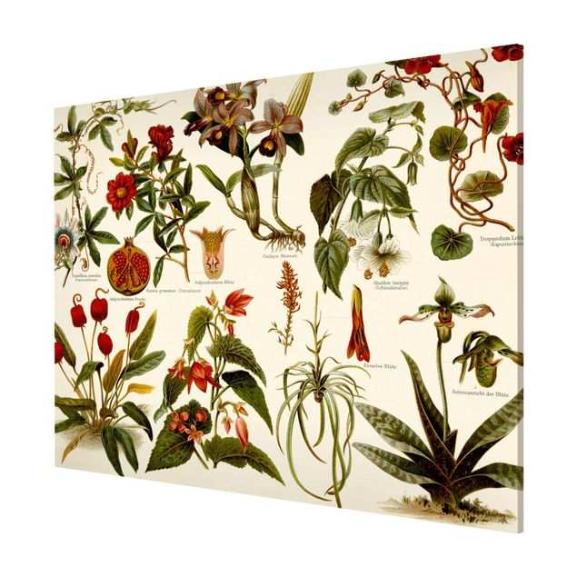 Magnettavler blomster Vintage Board Tropical Botany II