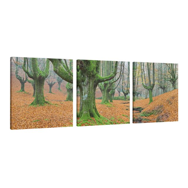 Billeder på lærred landskaber Beech Forest In The Gorbea Natural Park In Spain