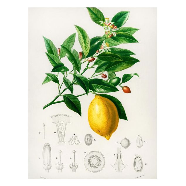 Billeder frugt Botany Vintage Illustration Of Lemon
