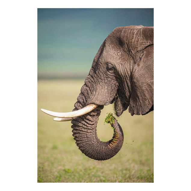 Billeder elefanter Feeding Elephants In Africa