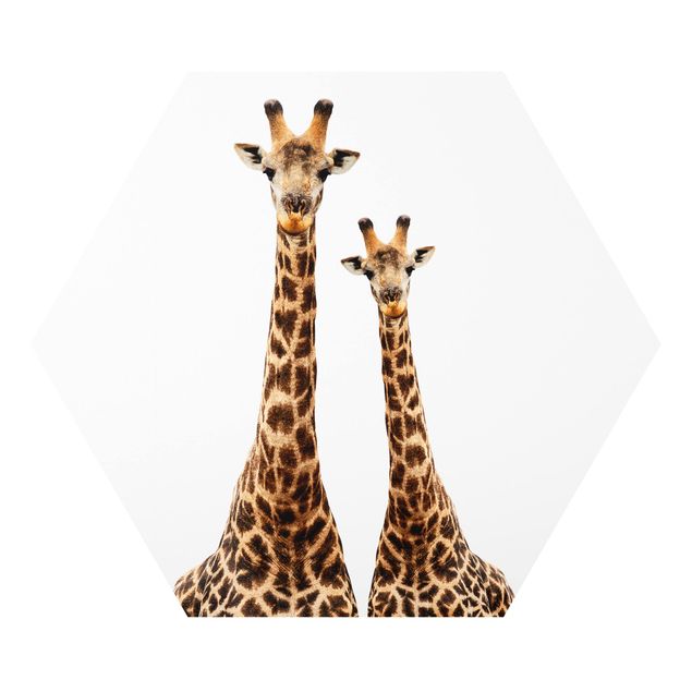 Forex Portait Of Two Giraffes