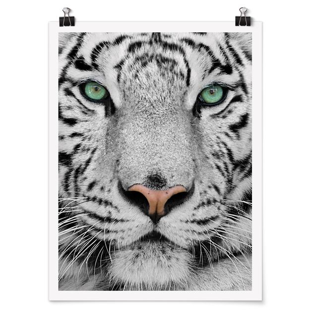 Plakater dyr White Tiger