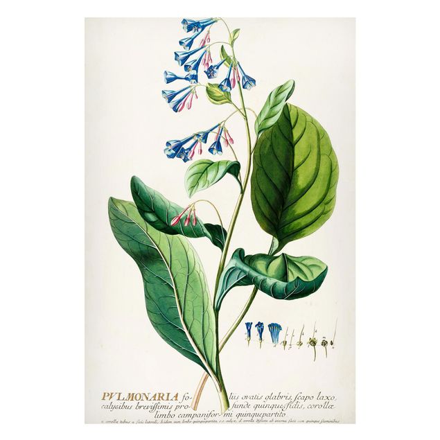 Magnettavler blomster Vintage Botanical Illustration Lungwort