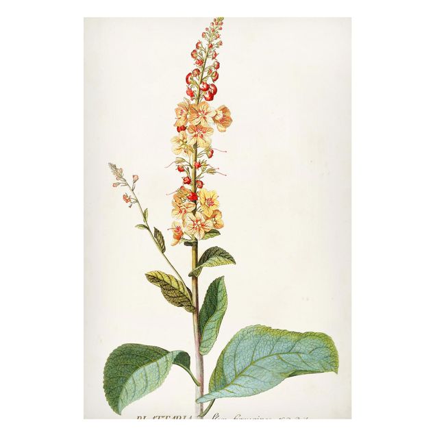 Magnettavler blomster Vintage Botanical Illustration Mullein