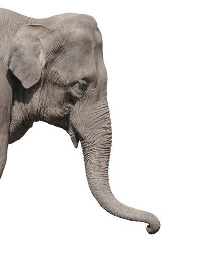 Vinduesklistermærker dyr Elephant