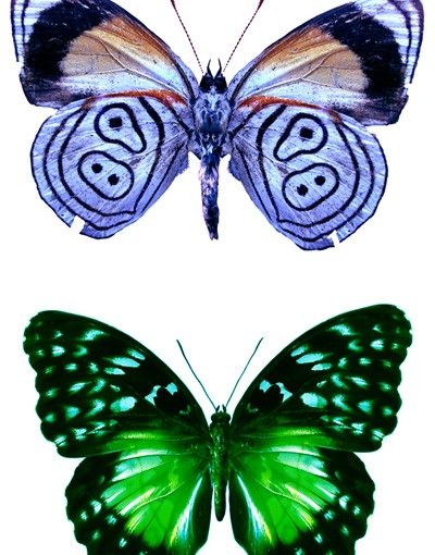 Selvklæbende folier Butterflies Set 1