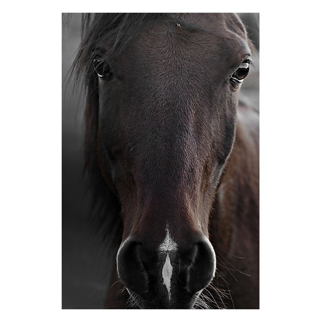 Billeder heste Dark Horse