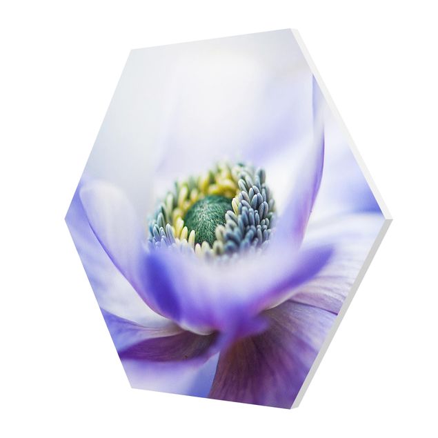 Billeder lilla Anemone De Caen
