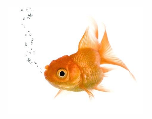 Vinduesklistermærker dyr Flying Goldfish