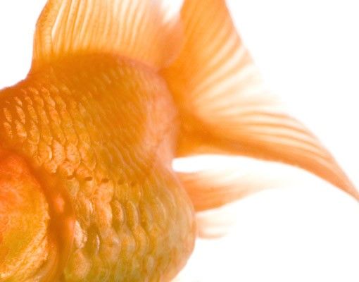 Selvklæbende folier Flying Goldfish