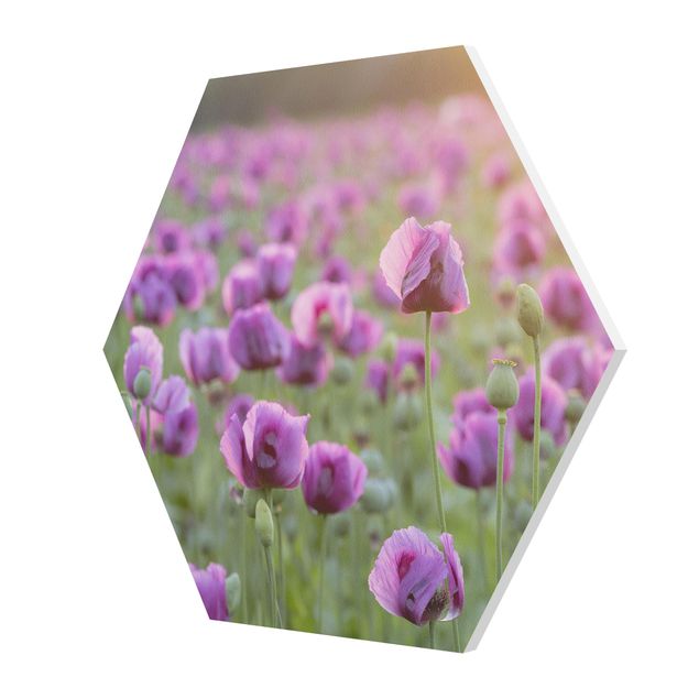Forex Purple Poppy Flower Meadow In Spring