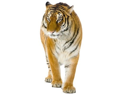Wallstickers Afrika No.128 Indian Tiger