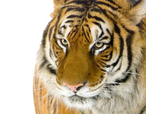Wallstickers tiger No.128 Indian Tiger