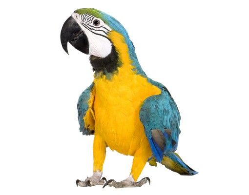 Wallstickers fugle Macaw