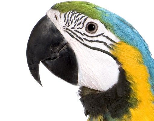 Wallstickers dyr Macaw