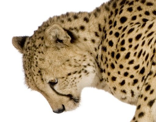 Wallstickers dyr No.145 Cheetah II