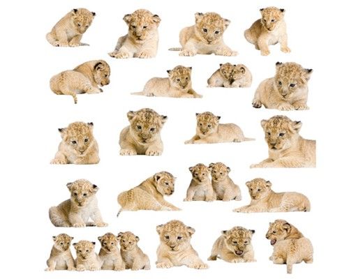 Wallstickers lions No.158 Lionbaby Set
