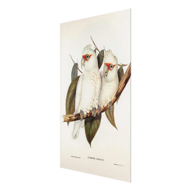 Glas magnettavla Vintage Illustration White Cockatoo
